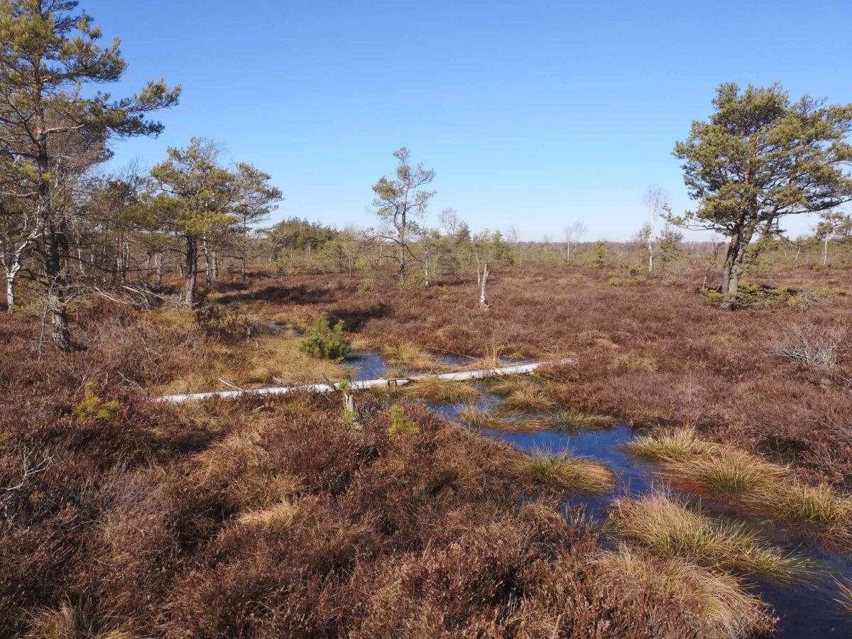 Pelkių dienos žygis Aukštumalos aukštapelkėje