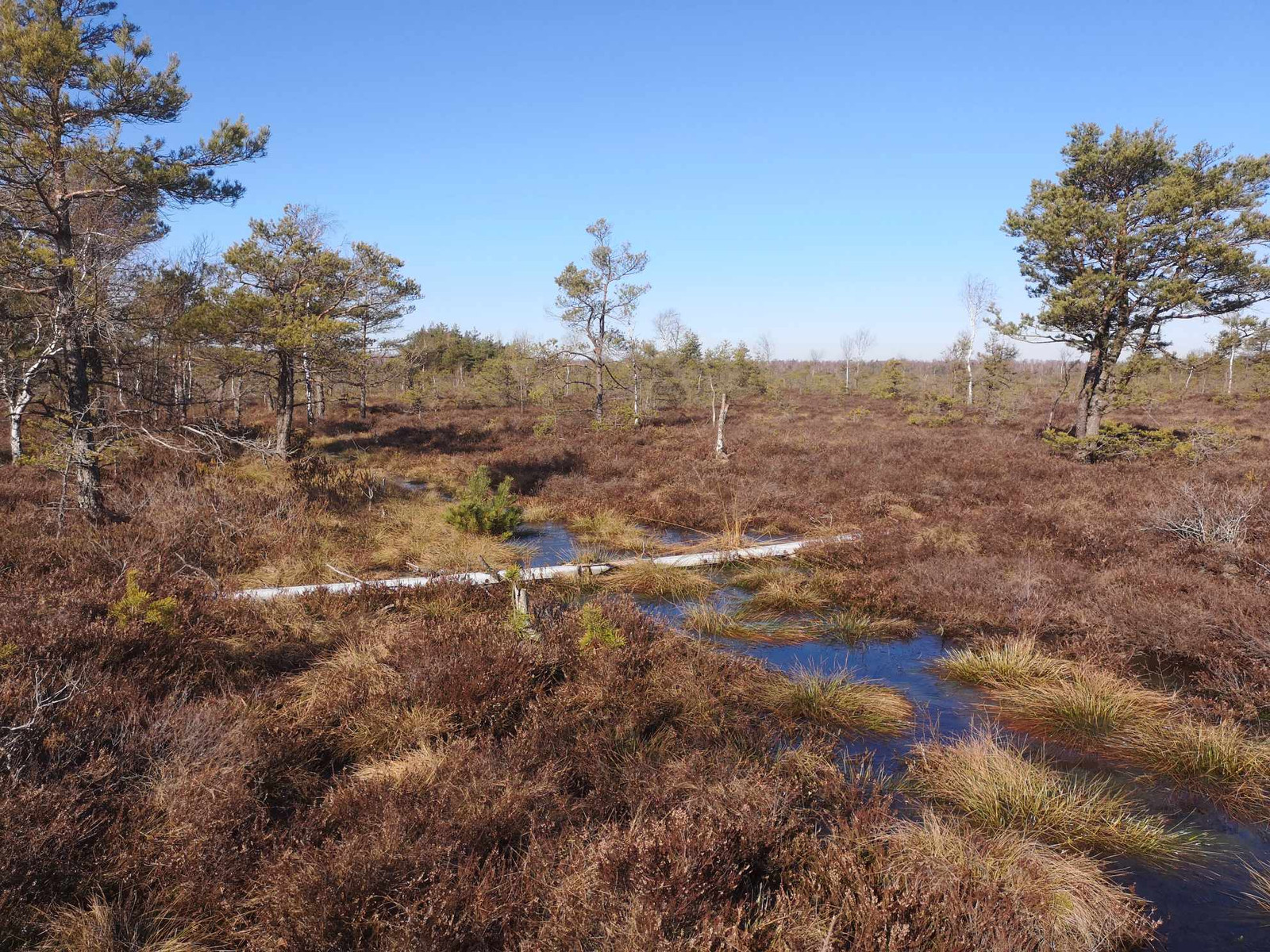 Pelkių dienos žygis Aukštumalos aukštapelkėje